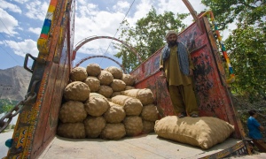 Two years ago, as increasingly extreme weather battered his wheat crop, the 34-year-old mountain farmer turned to growing potatoes, an experimental crop in the Gobar valley, Pakistan, where he lives. The switch was a huge success. His usual harvest of 10 tonnes of wheat and animal fodder per hectare soared to 55 tonnes, and Shah’s income shot up as well, allowing him to make plans for the first time to enrol his oldest child in private school.